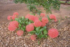 Scadoxus multiflorus